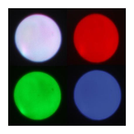 FOCO LED LIGHT IBIZA LIGHT LEDSPOT10W RGBW DMX